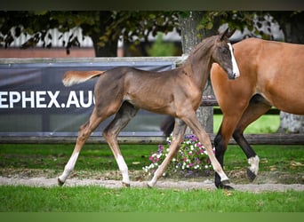 Zangersheider, Mare, Foal (05/2025), Chestnut
