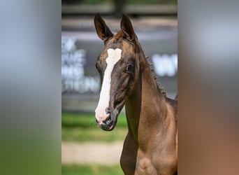Zangersheider, Mare, Foal (05/2025), Chestnut