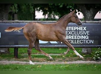 Zangersheider, Mare, Foal (01/2025), Chestnut