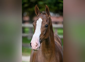 Zangersheider, Mare, Foal (01/2025), Chestnut