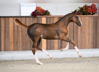 Zangersheider, Mare, Foal (06/2025), Chestnut
