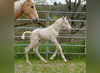 Zangersheider, Mare, , Cremello