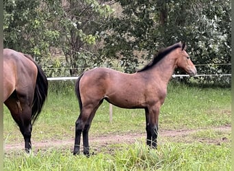 Zangersheider, Mare, Foal (05/2024), Gray