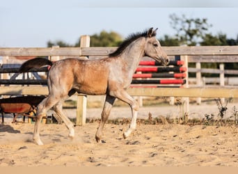 Zangersheider, Mare, Foal (05/2026), Grey