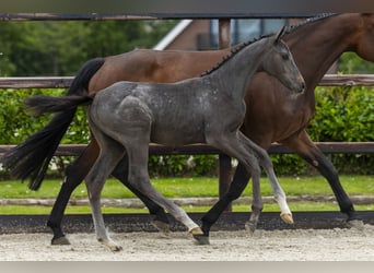 Zangersheider, Mare, Foal (03/2026), Grey