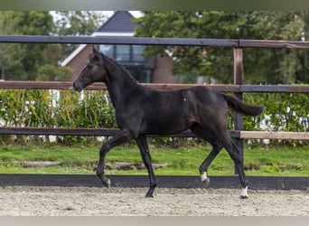 Zangersheider, Mare, Foal (05/2025), Grey