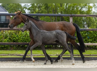 Zangersheider, Mare, Foal (03/2026), Grey