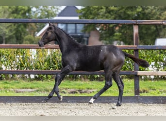 Zangersheider, Mare, Foal (05/2025), Grey