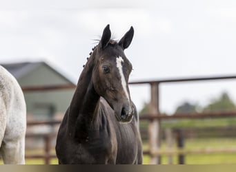 Zangersheider, Mare, Foal (05/2025), Grey