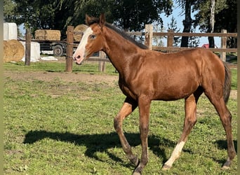 Zangersheider Mix, Mare, Foal (06/2026), Leopard-Piebald