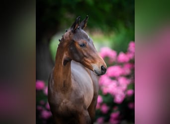 Zangersheider, Mare, Foal (04/2025)