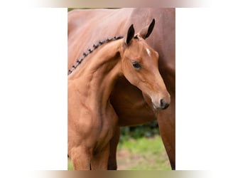 Zangersheider, Mare, Foal (06/2025)
