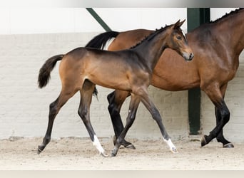 Zangersheider, Mare, 