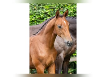 Zangersheider, Mare, Foal (03/2025)