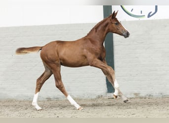 Zangersheider, Mare, Foal (05/2025)