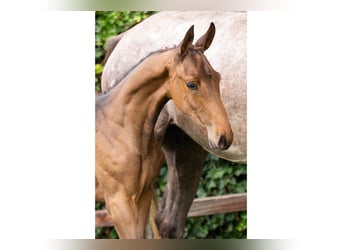 Zangersheider, Mare, Foal (06/2025)