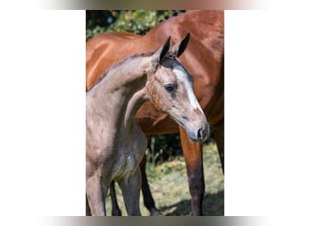 Zangersheider, Mare, 