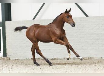 Zangersheider, Mare, Foal (03/2025)