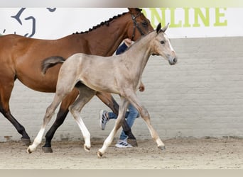 Zangersheider, Mare, 