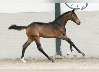 Zangersheider, Mare, 