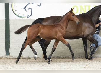 Zangersheider, Mare, Foal (05/2025)