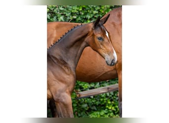 Zangersheider, Mare, Foal (05/2025)