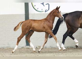 Zangersheider, Mare, Foal (05/2025)