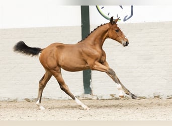 Zangersheider, Mare, Foal (05/2025)