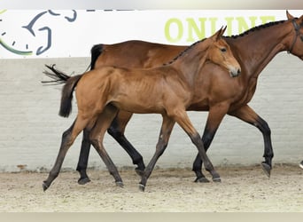 Zangersheider, Mare, 