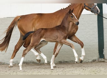 Zangersheider, Mare, 