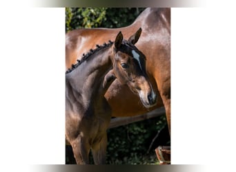 Zangersheider, Mare, 