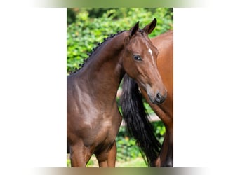 Zangersheider, Mare, Foal (02/2025)