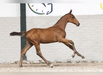 Zangersheider, Mare, Foal (06/2025)