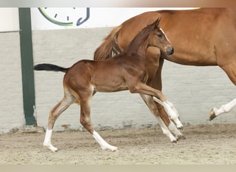 Zangersheider, Mare, 
