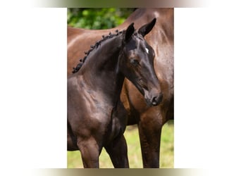 Zangersheider, Mare, Foal (05/2025)