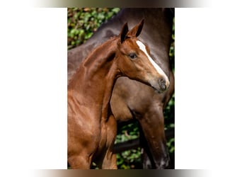 Zangersheider, Mare, Foal (05/2025)