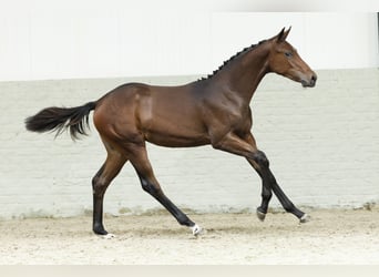 Zangersheider, Mare, Foal (02/2025)