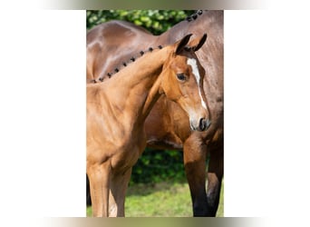 Zangersheider, Mare, Foal (05/2025)