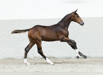 Zangersheider, Mare, Foal (05/2025)