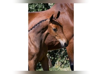 Zangersheider, Mare, 