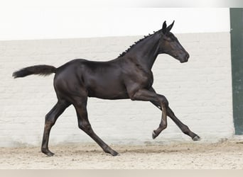 Zangersheider, Mare, Foal (05/2025)