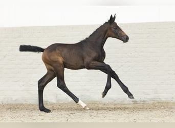 Zangersheider, Mare, Foal (05/2025)