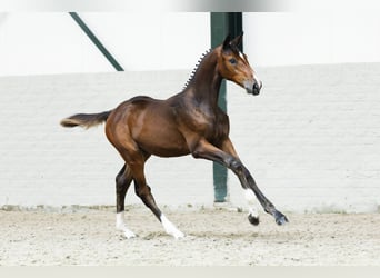 Zangersheider, Mare, Foal (05/2025)