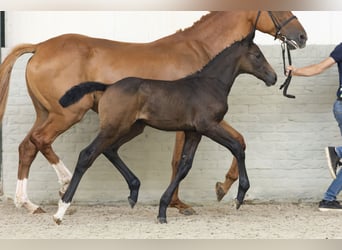 Zangersheider, Mare, Foal (05/2025)
