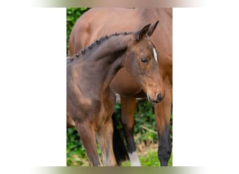 Zangersheider, Mare, Foal (06/2025)