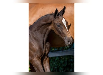 Zangersheider, Mare, Foal (05/2025)