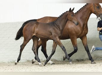 Zangersheider, Mare, Foal (02/2025)