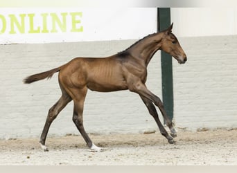 Zangersheider, Mare, Foal (06/2025)