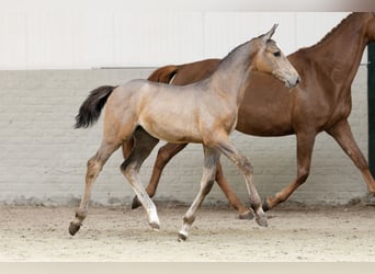 Zangersheider, Mare, 