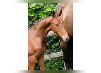 Zangersheider, Mare, Foal (05/2025)